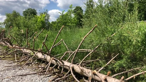 Washed up tree by the river side seen in Isar River Stock Footage 132659659