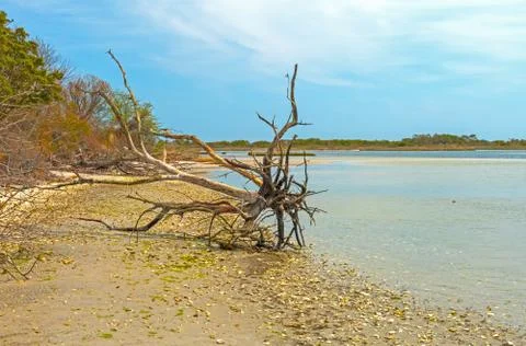 Washed up Tree Skeleton on Remote Ocean Shore Photos