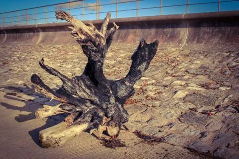 Washed up tree trunk on beach Stock Photos