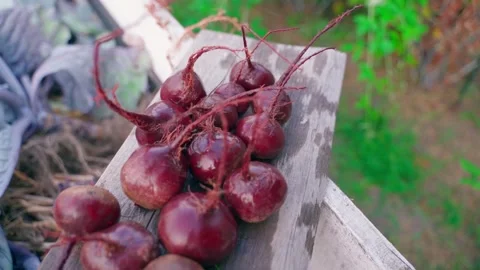 Washed wet red beet roots close-up, smooth camera movement Stock Footage 259682353