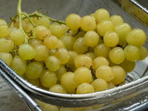 Washed yellow table grapes in a strainer closeup 스톡 사진