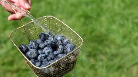 Washes blueberries in full under running water Stock Footage 248824335