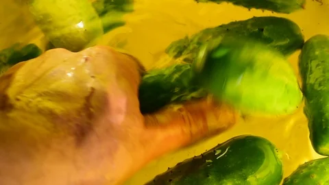 Washes cucumbers Stock Footage 115104671