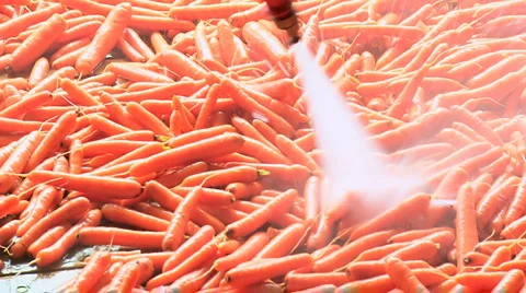 Washing and preparation a carrots for the marketplace Stock Footage
