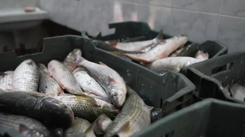 Washing and Selecting Fresh Mullet Fish  Traditional Seafood Preparation Pro Stock Footage 336183494