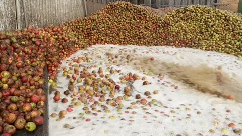 Washing apples Stock Footage 120899317