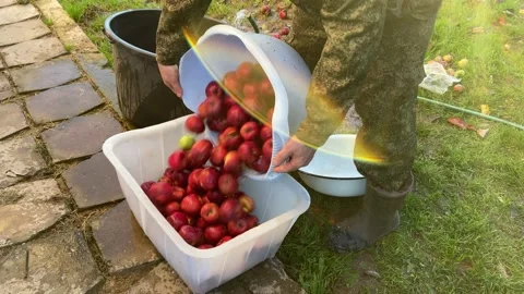 Washing apples. Video stock 233083942