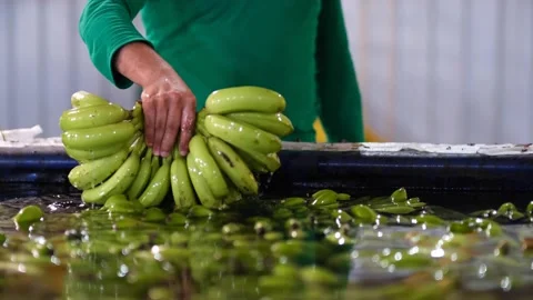 Washing bananas Stock Footage 172263748