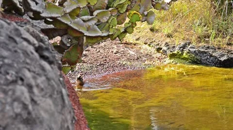 Washing bird 스톡 동영상 10826362