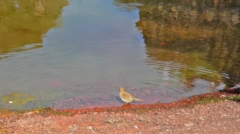Washing bird 스톡 동영상 10826373
