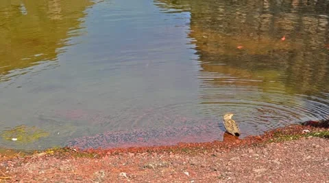 Washing bird Vídeos de archivo 10826382