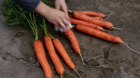 Washing the carrots by hand Stock Footage 68560053