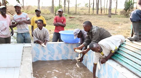 Washing cassava slow motion Vídeos de archivo 37022947