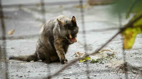 Washing Up Cat Stock Footage