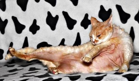 Washing cat Stock Photos