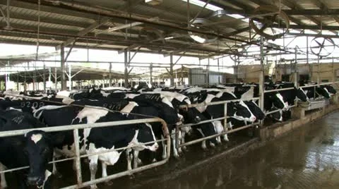 Washing cattle at ranch Stock-Footage 20508986