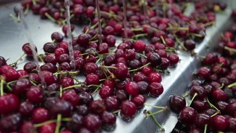 Washing cherries in Cherry and fruit juice factory Stock Footage 137490763