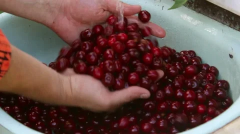 Washing cherry Stock Footage 51659038
