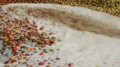 Washing cider apples Stock Footage 120904822