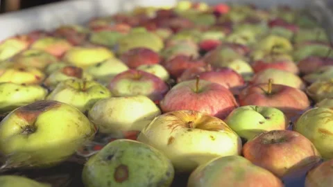 Washing cider apples inside distillery. Fresh Fruits And Vegetables floating in Stock Footage 167660756