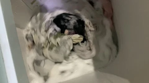 Washing clothes process inside top load washing machine Stock Footage 307110965