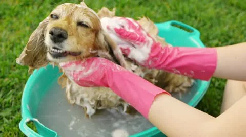Washing Dog Ears and Head (HD) Stock Footage