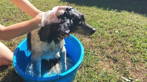 Washing the dog Stock Footage 123233425