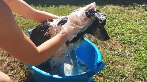 Washing the dog Stock Footage 123233446