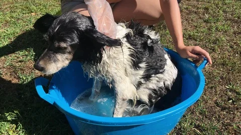Washing the dog Stock Footage 123233462