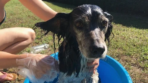 Washing the dog Stock Footage 123233478