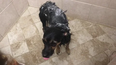 Washing a dog Stock Footage 172336201
