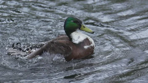 Washing duck Video stock 36478335