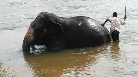 Washing the elephant Video stock 10763017