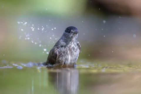 Washing Eurasian blackcap Foto stock
