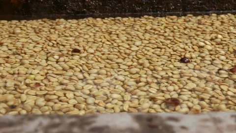 Washing of fermented coffee beans as part of the preparation for solar drying Stock Footage 138285980