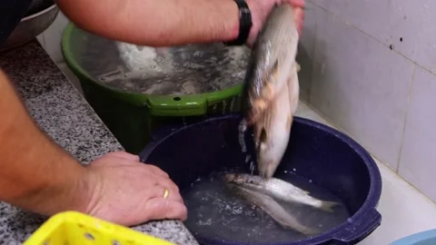 Washing fish in a basin, under running water. Stock Footage 205466903