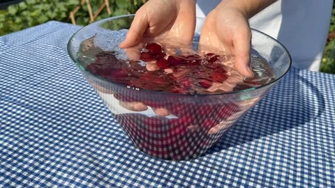 Washing Fresh Cranberries Stock Footage 313867594