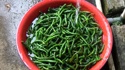 Washing Fresh Green Chilies for Authentic Minang Itik Lado Ijo 動画素材 345391682
