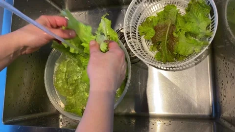 Washing Fresh Green Lettuce in Kitchen Sink Stockbeeldmateriaal 343865635