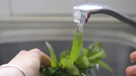 Washing fresh mint under tap water. Stock Footage 160833073