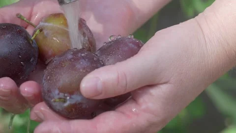 Washing Fresh Plums Thoroughly Under Running Water To Ensure They Are Clean and Stock Footage 280960064