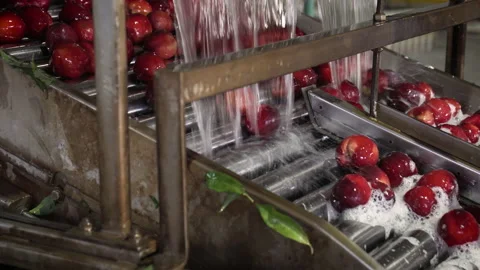 Washing fruit on a conveyor before packaging Stock Footage 233489369