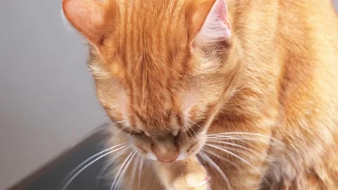 Washing a ginger cat with a paw Stock Footage 147616190