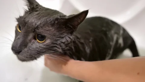 Washing gray cat in bathroom Stock Footage 101500926