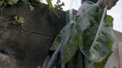 Washing Kale Stock Footage 260277620
