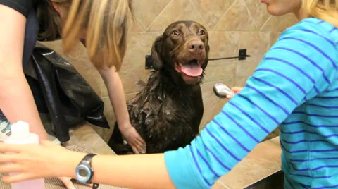 Washing a Labrador dog Stock Footage 34349563