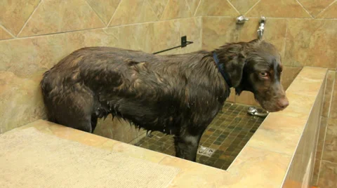 Washing a Labrador dog Stock Footage 34349755