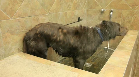 Washing a Labrador dog Stock Footage 34349986
