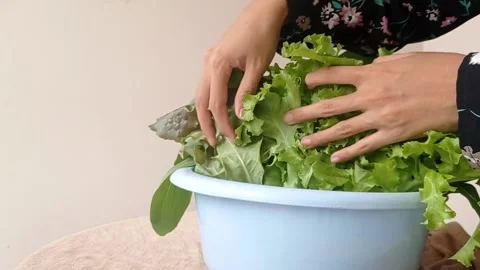 Washing the leaf in a box of water Stock Footage 146256894