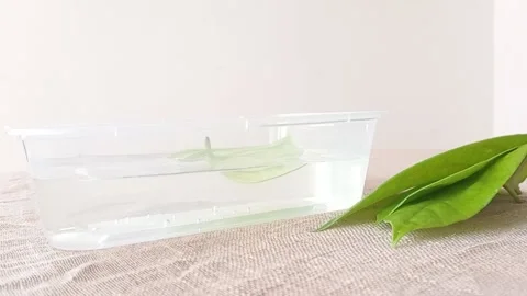 Washing the leaf in a box of water Stock Footage 146258683